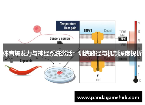 体育爆发力与神经系统激活：训练路径与机制深度探析